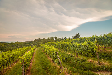 Fototapeta na wymiar Storm over the vineyard