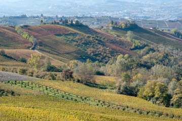 Fototapeta na wymiar Vines and hills in Langhe. Italy