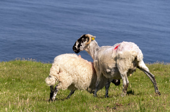 Schafe auf einer irischen Weide