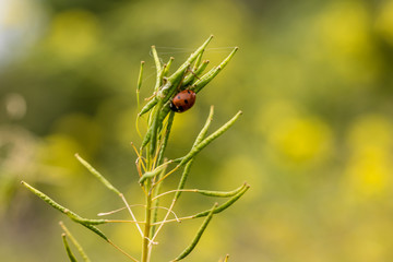 Flower with ladybug in a nature area of Madrid