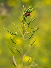 Flower with ladybug in a nature area of Madrid