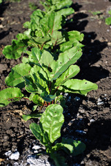 Beetroot plant growing in black earth, organic farming, rows in the field, close up