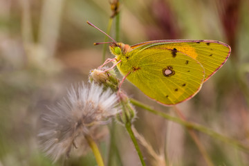 Flower with butterfly in a nature area of Madrid