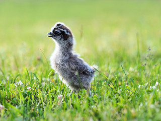 Partridge chick stretched out his neck, chicken silk chinese, outdoor on a green lawn, sunlight. Silkie, silky