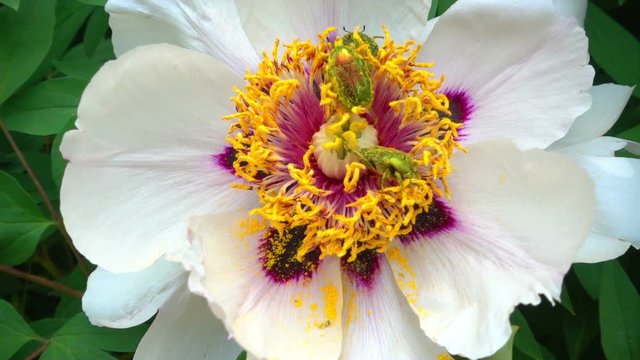 Beetles and bees on the flower of a peony in a flower pollen. May beetles and bees on a tree like pion. Slow motion shooting of 120 fps.
