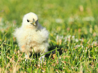 White chick, chicken silk chinese, outdoor on a green lawn, sunlight. Silkie, silky
