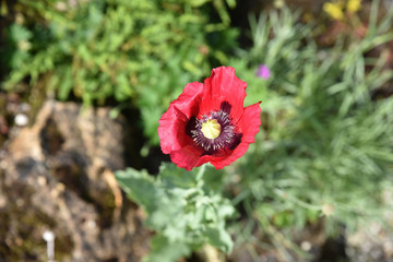 Pavot d'Orient rouge