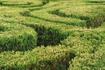 Fototapeta na wymiar Image cropped bushes.