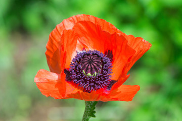 red poppy flower