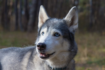 Dog breed husky on the walking in a forest. Selective focus