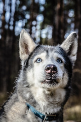 Dog breed husky on the walking in a forest. Selective focus. Toned