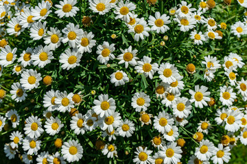 Fototapeta premium Margeriten