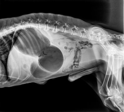 X-ray of dog lateral view with Gastric dilatation volvulus “GDV” or stomach twists- Double bubble pattern indicates stomach torsion has occurred-Veterinary medicine and Veterinary anatomy Concept.