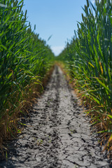 Wheat field