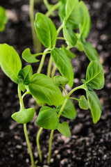 Basil sprouts