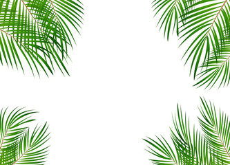 Colorful naturalistic frame from the leaf of the Libistones of Chinese (Southern palm). Vector Illustration.