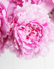 Beauty pink peony flowers