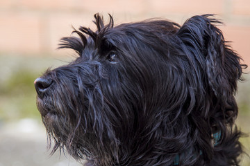 portrait of black schnauzer dog with brick wall background