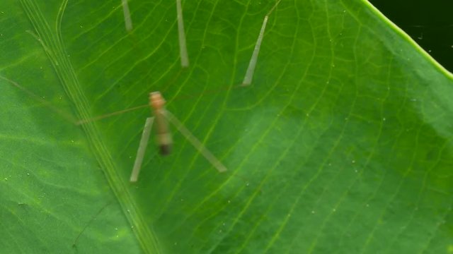 crane fly, Daddy longlegs or Mosquito Hawk.