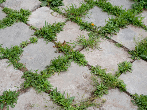 Seamless texture of a paving stone track on a green grass