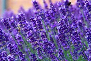 Gardinen Lavendel © ALF photo