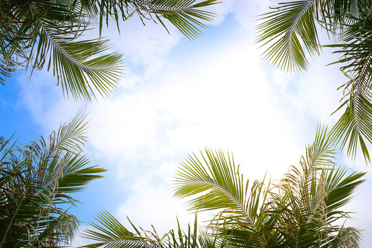 Coconut Palm tree with blue sky, retro and vintage tone.