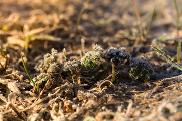 The grass is frosty. Shallow depth of field