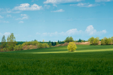 Green field and trees with blue cloudy sky. Summer sunny landscape. Natural background. Tree in the sun's ray