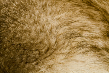 Wool of Alaskan malamute