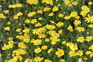 Blumenwiese bei Rethimnon, Kreta, Griechenland, Europa