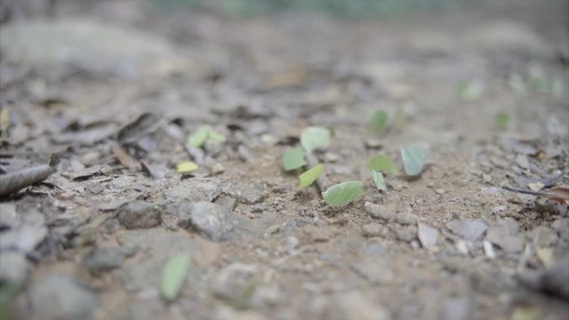 Leaf Cutter Ants March Along The Ground carrying their leaves