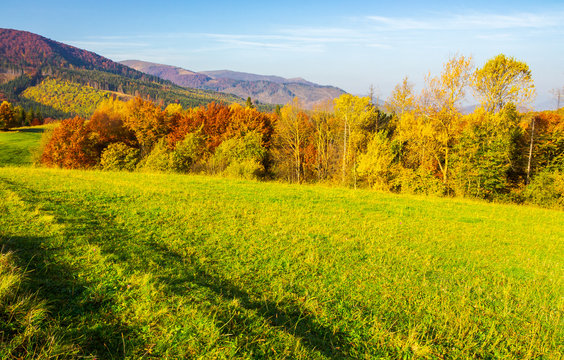 forest on grassy meadow in autumn. beautiful sunrise in mountains. colorful foliage on trees