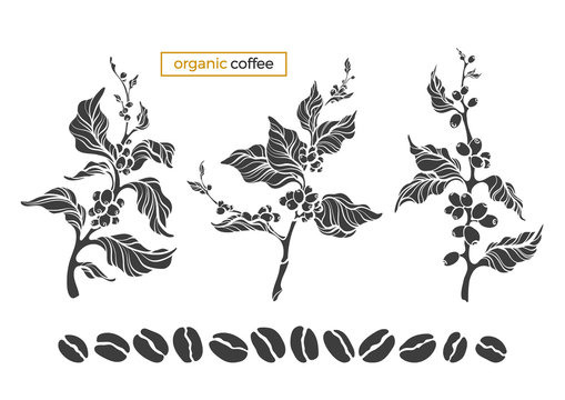 Vector coffee set of tree, branch, leaves, beans