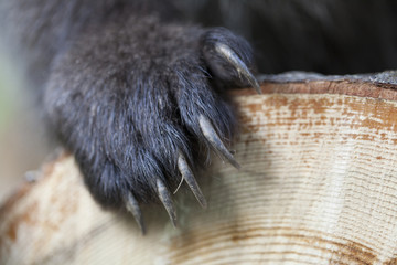 bear claw on wood