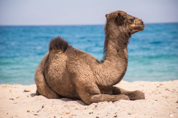 camels in sinai