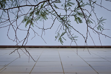 The tree branches along the wall of the building on the sidewalk. 