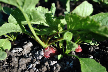 Radish plant growing in black earth, organic farming, rows in the field, close up