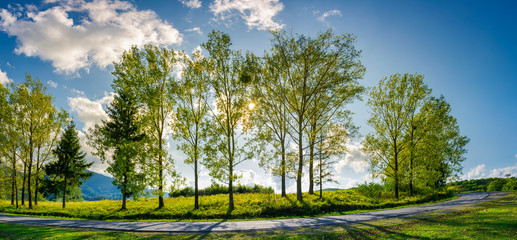 trees along the mountain road in afternoon. beautiful panorama of mountain landscape. turnaround of...