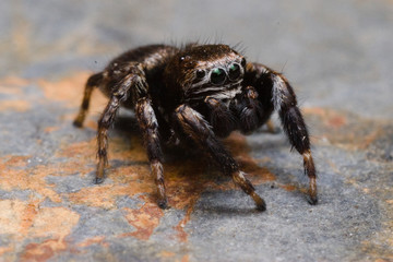 Evarcha arcuata Jumping Spider Macro Shot in nature