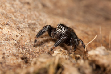 Evarcha arcuata Jumping Spider Macro Shot in nature