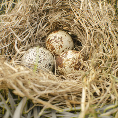 quail eggs in the nest