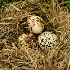 Naklejka na ściany i meble quail eggs in the nest