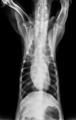 x-ray film of dog posterior view closed up in thorax standard and chest with gastric in stomach- veterinary medicine and Veterinary anatomy Concept -black and white color