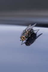 A fly on the gleaming hood of the car in detail.