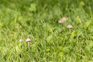 A small mushroom growing in the lawn.