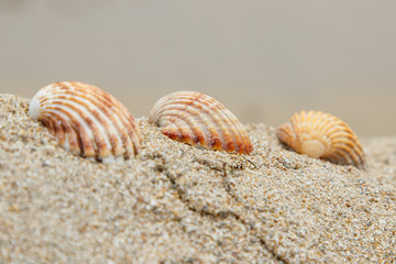 Tres conchas en la arena II