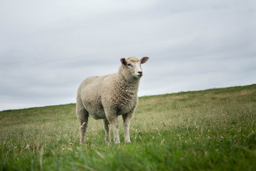 Fototapeta premium sheep