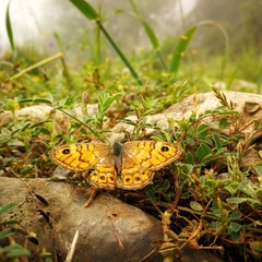 butterfly