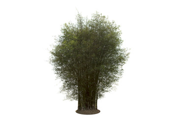 Bamboo Tree isolated on white background.