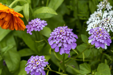 Bunte Blumen auf einer Wiese
